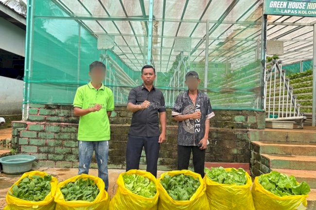 Awal Ramadan, Lapas Kolonodale Panen 60 Kg Sayur Segar dari Greenhouse Hidroponik