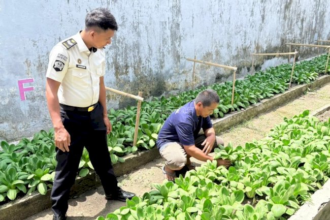 Ramadan Produktif, Rutan Majene Panen 5 Kg Pakcoy