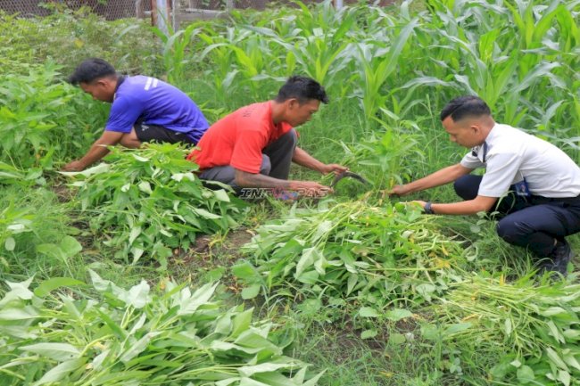 Panen 46,3 Kg Kangkung, Bukti Konsistensi Pembinaan Pertanian di Lapas Pemuda Madiun