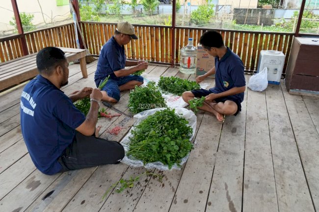 Semakin Produktif, Warga Binaan Lapas Amuntai Rutin Panen Kangkung dan Seledri dari SAE Brandgang