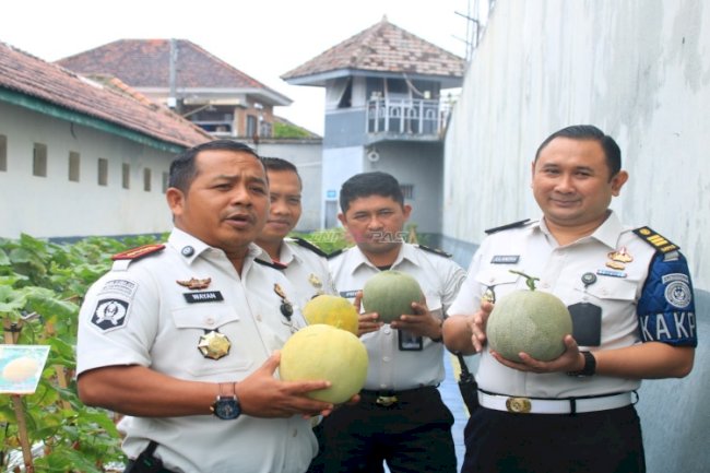 Penen Melon, Lapas Banyuwangi Buktikan Lahan Terbatas Bukan Penghalang Dukung Swasembada Pangan