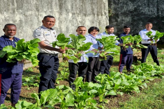 Lapas Tual Panen Puluhan Kilogram Sawi Segar, Wujudkan Kemandirian Warga Binaan
