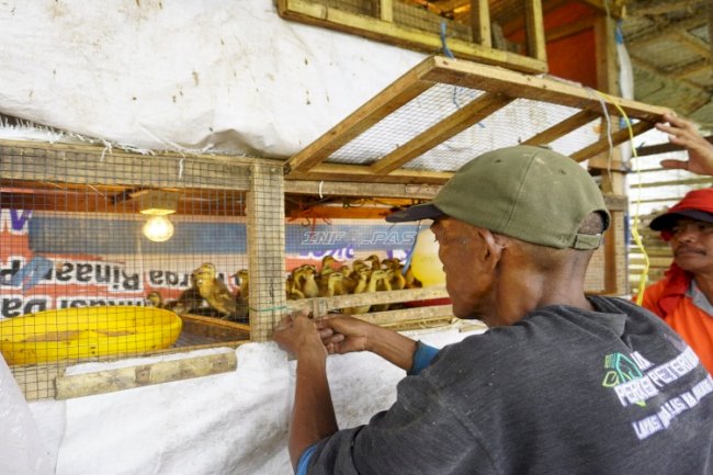 Warga Binaan Lapas Narkotika Karang Intan Kembangkan Peternakan Bebek di SAE