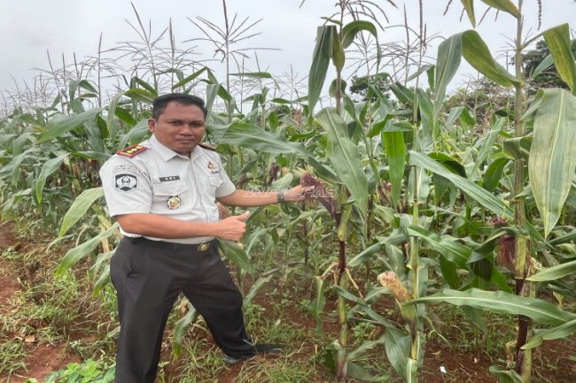 Panen 10 Kg Jagung Jantan, Rutan Pelaihari Siap Penuhi Pesanan Warga