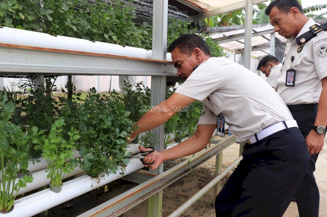 Ramadan Produktif, Lapas Tanjung Panen 160 Ikat Seledri 