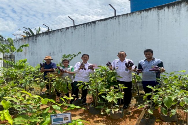 Pembinaan Berbuah Hasil, Rutan Barabai Panen Terong Berkualitas