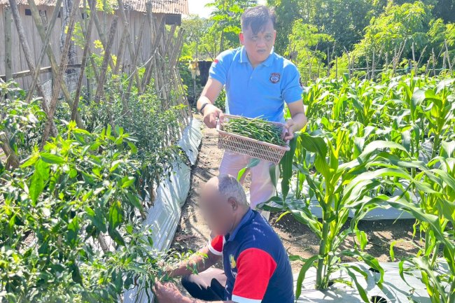 Panen Cabe Segar, Lapas Wahai Dukung Kemandirian Pangan di Bulan Suci Ramadan