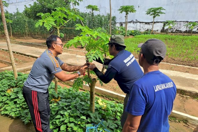 Kalapas Banjarbaru Latih Warga Binaan Teknik Cangkok Pepaya di SAE