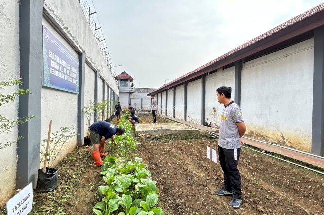 Rutan Tanjung Panen 100 Ikat Sawi, Lanjut Penyemaian untuk Siklus Tanam Berkelanjutan