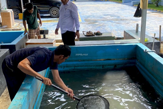 Pembinaan Bernilai Ekonomi, Lapas Kotabaru Panen Lele Hasil Budidaya Warga Binaan