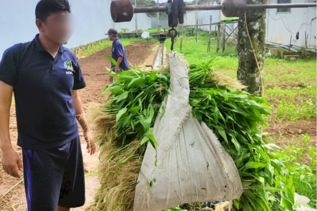 Semangat Ramadan, Program Kemandirian Lapas Narkotika Karang Intan Panen 58 Kg Kangkung
