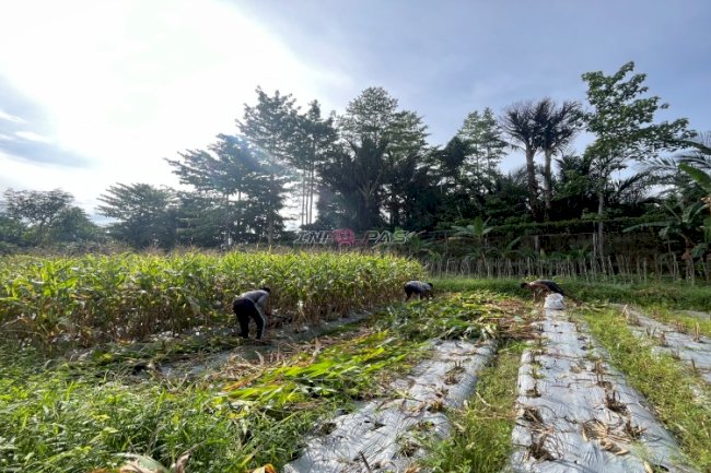 Lapas Piru Panen 287 Jagung Manis dan 13,5 Kg Terong, Dukung Program Ketahanan Pangan Nasional