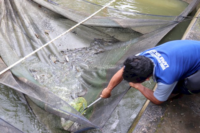 Bukan Sekadar Pembinaan, Lapas Tanjung Buktikan Produktivitas lewat Panen 50 Kg Lele