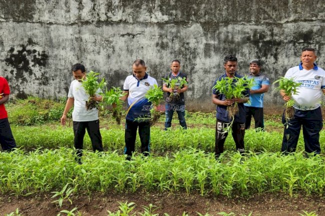 Penuhi Kebutuhan Dapur, Warga Binaan Lapas Tual Panen 20 Kg Kangkung