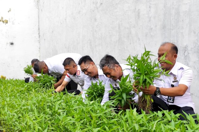 Kian Produktif, Lapas Jember Panen 80 Kilogram Kangkung dari Lahan Brandgang