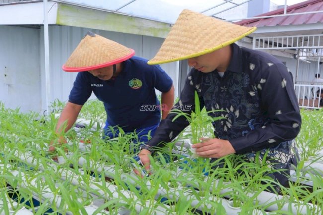 Belajar Bertani Modern di Balik Tembok Lapas, Warga Binaan Lapas Kelas I Tangerang Tekuni Budidaya Hidroponik