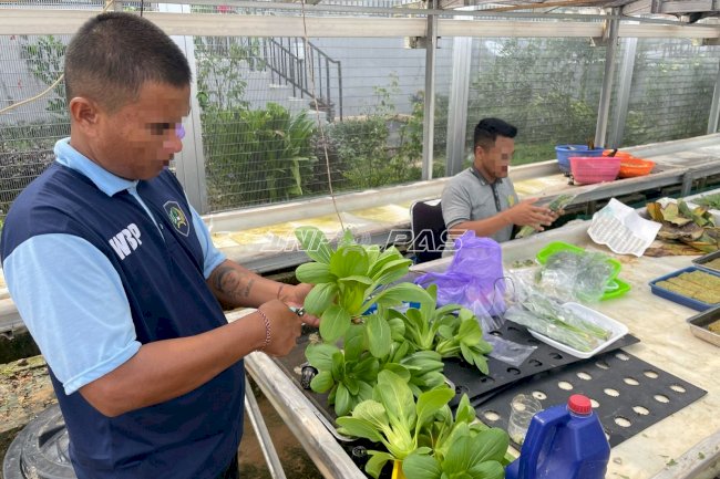 Produktif di Bulan Ramadan, Warga Binaan Lapas Batulicin Panen Sayur Hidroponik