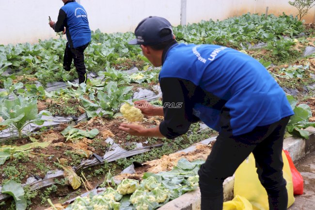 Panen 50 Kg Kembang Kol di Bulan Ramadan, Lapas Tanjung Perkuat Kemandirian Warga Binaan