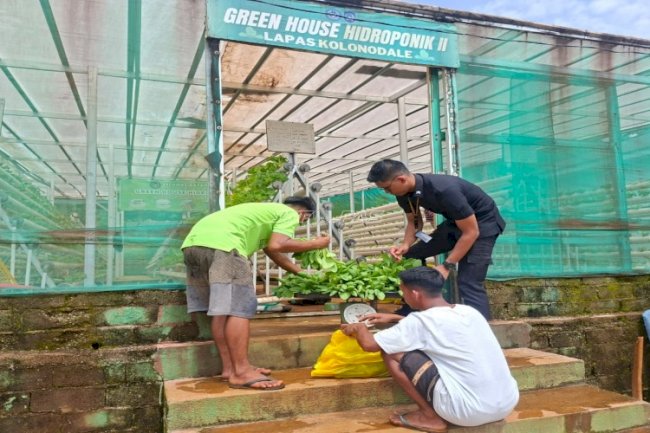 Lapas Kolonodale Panen Sayuran Hidroponik dan Laris Terjual 30 Kg