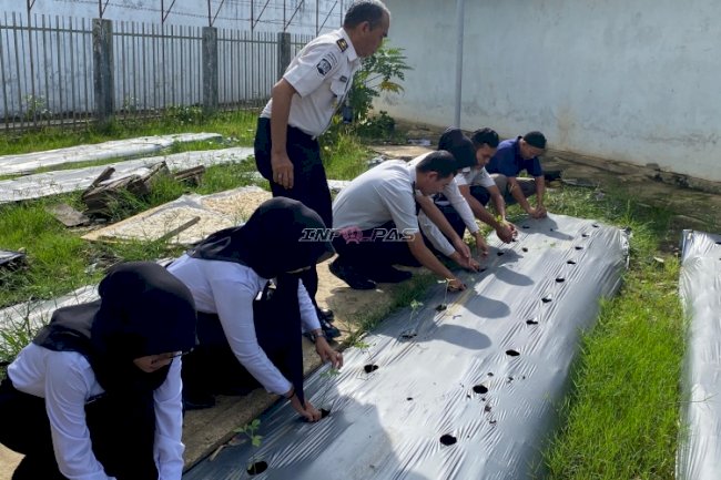 Rutan Barabai Tanam 250 Bibit Tomat di Kebun SAE