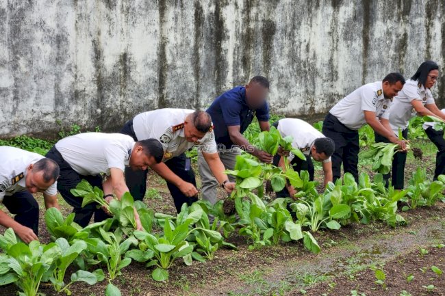 Panen 18 Kg Sawi, Pembinaan Pertanian Lapas Tual Makin Produktif