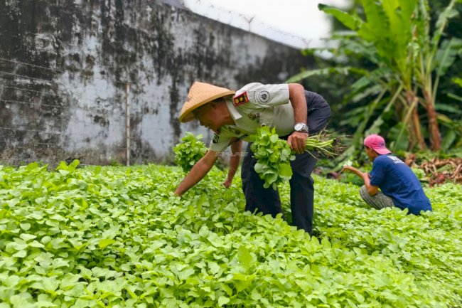 Produktif di Bulan Ramadan, Lapas Bandanaira Panen 35 Ikat Bayam Segar