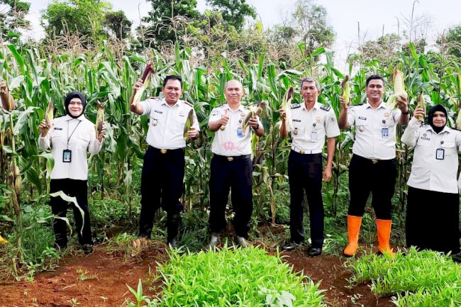 Sukses Pembinaan, Rutan Pelaihari Panen Ribuan Jagung Ungu