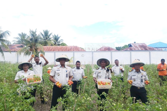Lapas Namlea Panen Puluhan Kilogram Tomat, Dukung Ketahanan Pangan Nasional