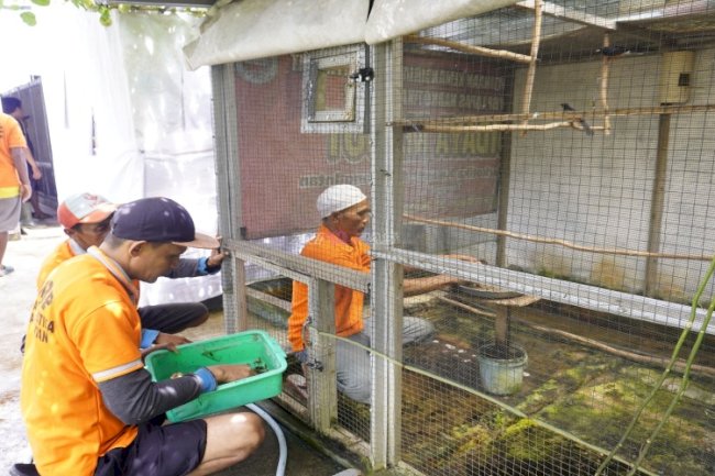 Warga Binaan Lapas Narkotika Karang Intan Kembangkan Penangkaran Murai