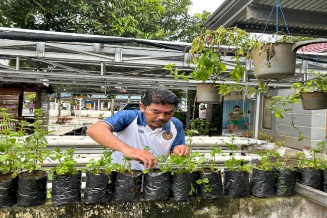 Panen Seledri di Lahan SAE Terbatas, Bukti Pembinaan Produktif Warga Binaan Rutan Rantau