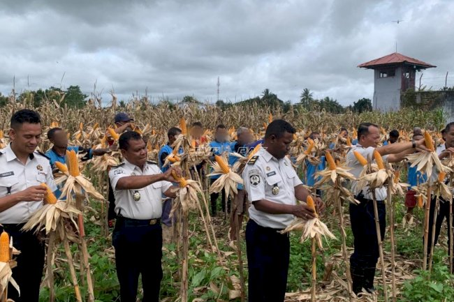 Lapas Atambua Panen Raya 2 Ton Jagung Hibrida Hasil Pembinaan Warga Binaan