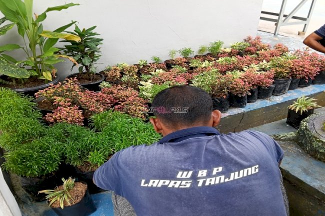 Warga Binaan Kembangkan Budidaya Tanaman Hias di Lapas Tanjung