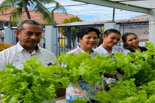 Wujudkan Kemandirian Pangan, Lapas Ambon Kembali Panen 19 Kg Selada