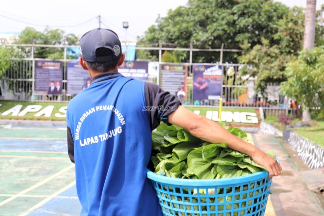 Produktif di Balik Tembok Lapas, Warga Binaan Lapas Tanjung Panen 30 Kg Sawi