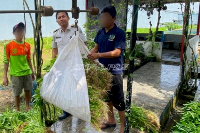 Panen 70 Kg Kangkung, Lapas Karang Intan Tunjukkan Hasil Pembinaan
