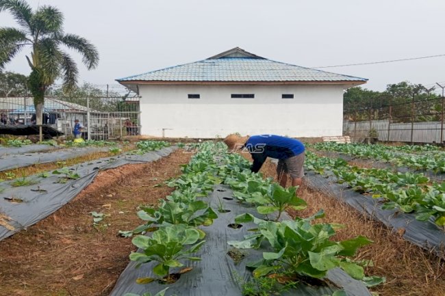 Warga Binaan Lapas Tanjung Hasilkan 25 Kg Kembang Kol