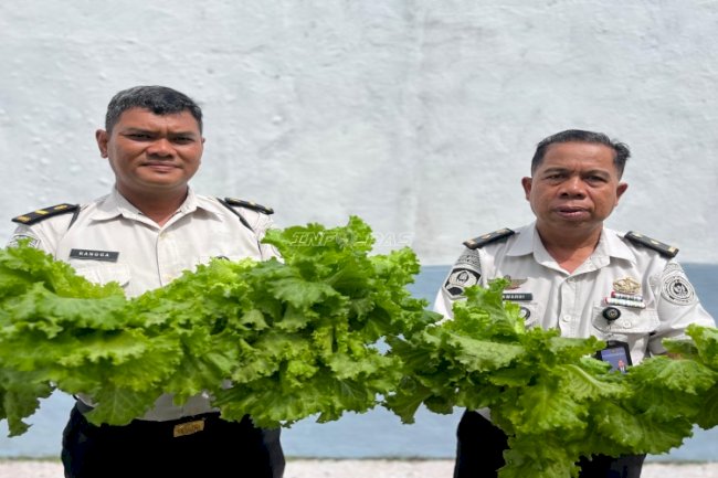 Panen 100 Ikat Selada Hidroponik, Lapas Kotabaru Dukung Kemandirian Pangan Warga Binaan
