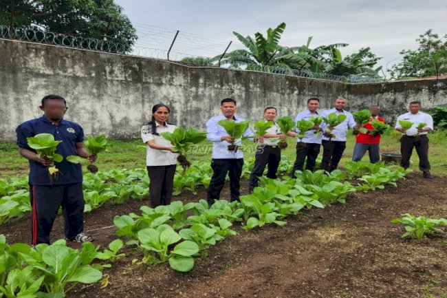 Jaga Stabilitas Pangan, Lapas Tual Kembali Panen Sawi Melimpah