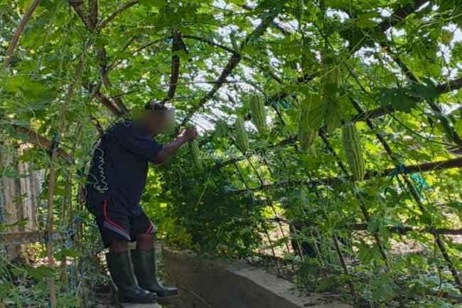 Panen di SAE Lapas Amuntai, Warga Binaan Hasilkan Puluhan Kilogram Sayuran 