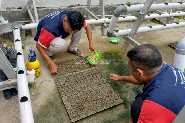 Dukung Kemandirian Pangan, Warga Binaan Lapas Wahai Semai Ratusan Bibit Tomat Unggul