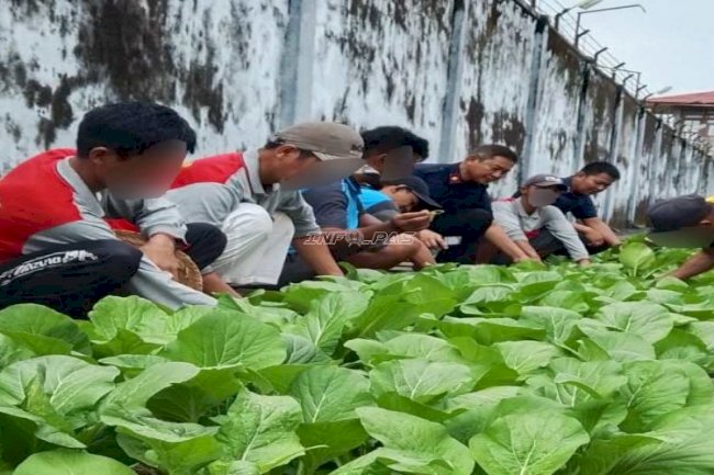 Dukung Ketahanan Pangan, Rutan Marabahan Sukses Panen 100 Ikat Sawi