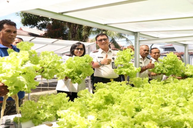Warga Binaan Lapas Ambon Berdaya, Panen Selada Hidroponik Capai 17 Kg