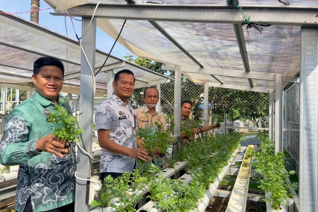 Panen 200 Ikat Seledri, Lapas Tanjung Perkuat Program Kemandirian Pangan Warga Binaan