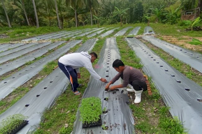 Optimalkan Lahan SAE Tarukkung, Rutan Majene Tanam 733 Bibit Tomat