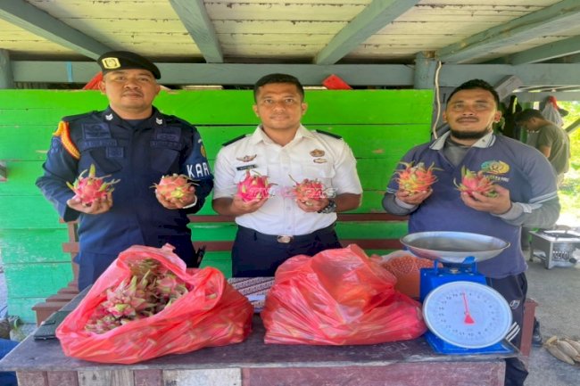 Produktif dan Berkelanjutan, Lapas Piru Panen Buah Naga dari Kebun Warga Binaan