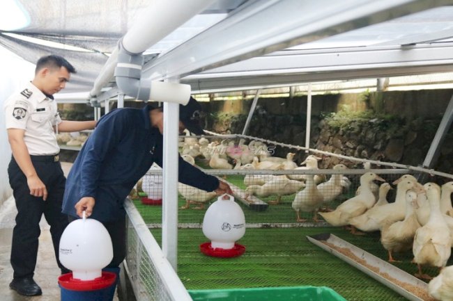 Hasilkan 1.200 Ekor Bebek Sebulan, Lapas Cibinong Sukses Kembangkan Peternakan Bebek 