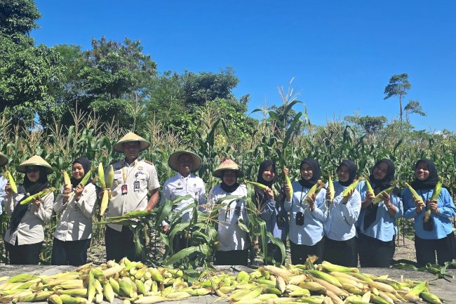Jadi Komoditas Andalan, Lapas Namlea Panen Ratusan Jagung Ketan