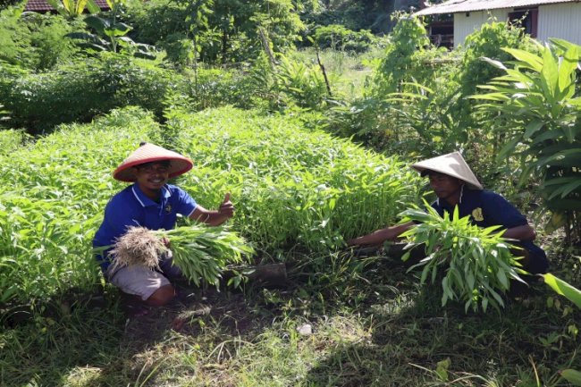 Manfaatkan Lahan Tidur, Lapas Ambon Sukses Panen Kangkung