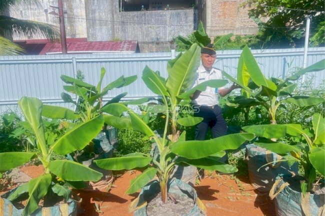 Inovatif, Lapas Banjarmasin Kembangkan Pisang Cavendish di Lahan Rawa