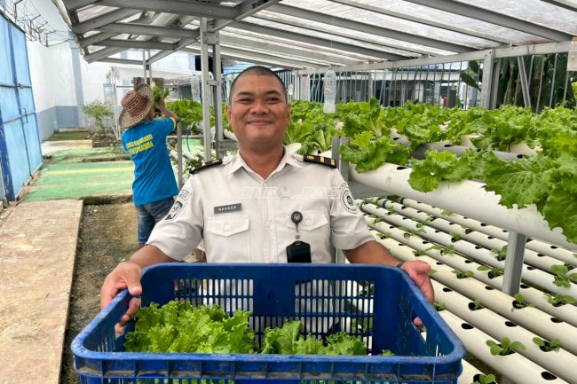 Tak Sekadar Panen, Warga Binaan Lapas Kotabaru Nikmati Premi dari Budidaya Hidroponik